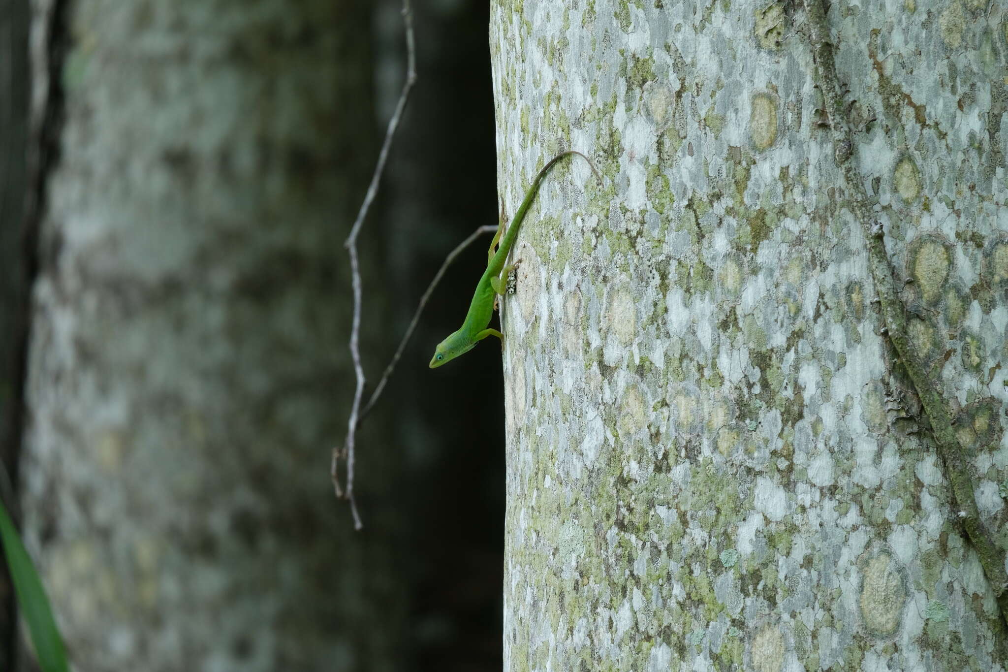 Image of Hispaniolan green anole