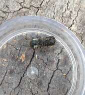 Image of Grape Cane Borer Beetle