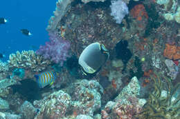 Image of Black Butterflyfish