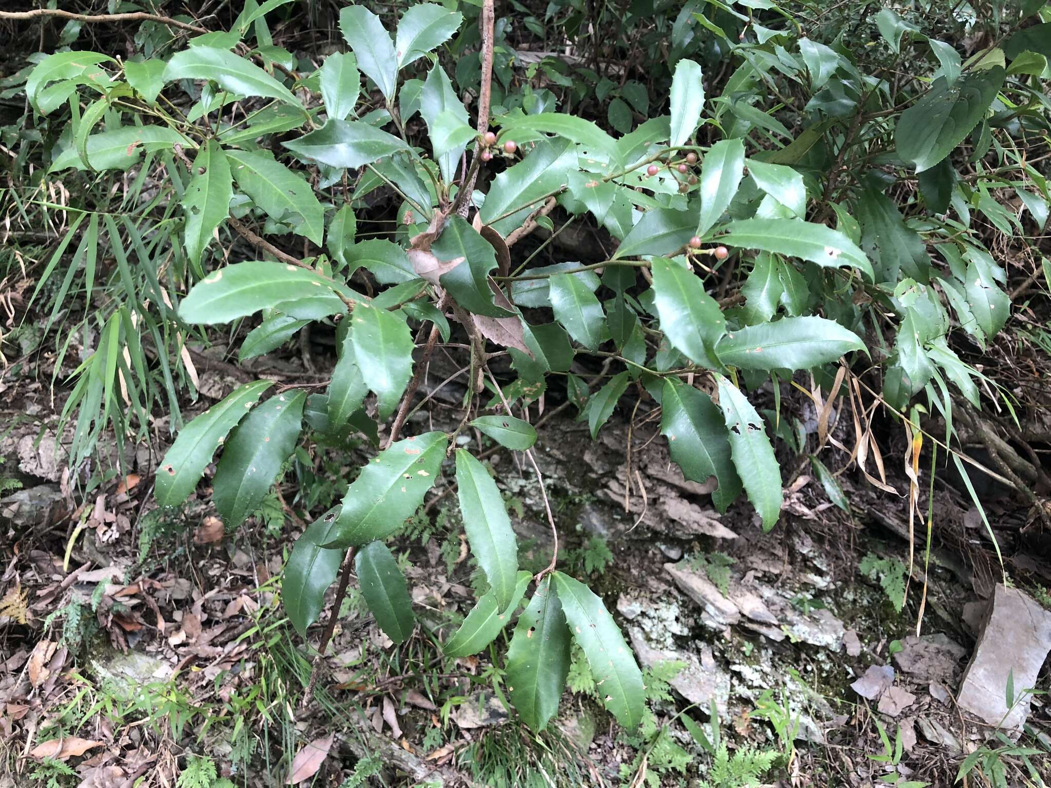 صورة Ardisia cornudentata Mez