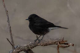 Image of Eastern Pied Wheatear