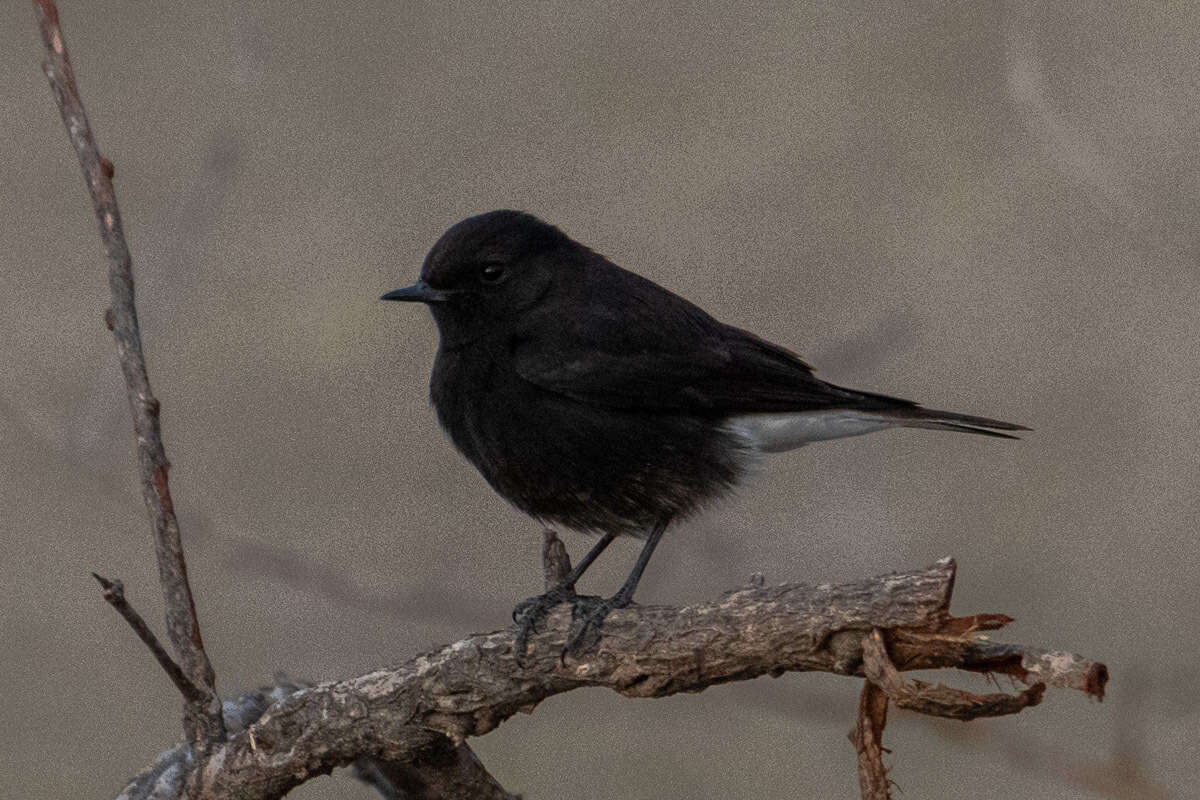 Image of Eastern Pied Wheatear