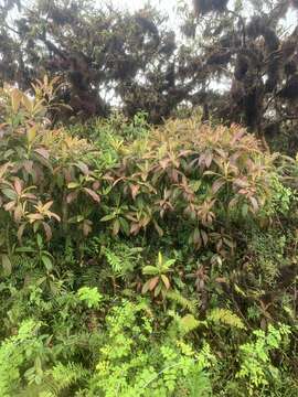 Image of Miconia robinsoniana Cogn.