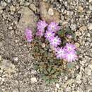 Image de Abronia alpina Brandegee