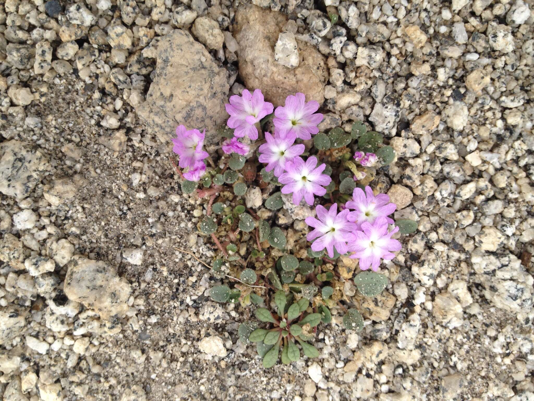 Image of Ramshaw Meadows Sand Verbena