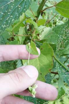 صورة Fallopia scandens var. cristatum (Engelm. & Gray) Gleason