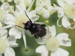 Image of Litophasia hyalipennis (Fallen 1815)