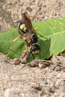 Imagem de Philanthus sanbornii Cresson 1865