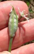 Image de Allium cuthbertii Small