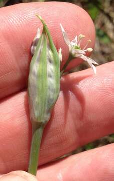 Image of striped garlic