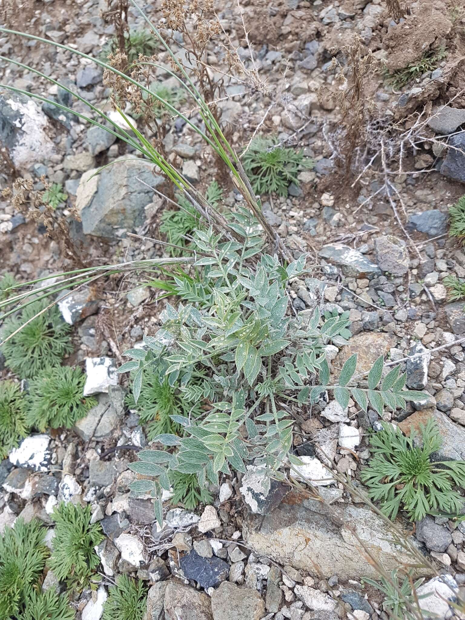 Plancia ëd Astragalus laguroides Pall.