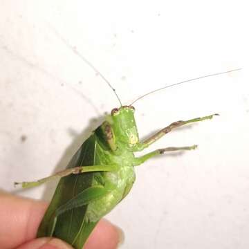 Image of Steirodon (Frontinus) bilobatum (Scudder & S. H. 1875)