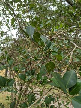 Image of Japanese privet