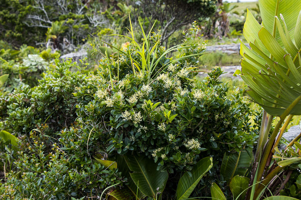 Image of Apodytes abbottii M. J. Potgieter & A. E. van Wyk