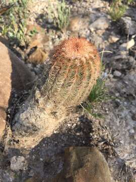 Image of Echinocereus reichenbachii var. reichenbachii