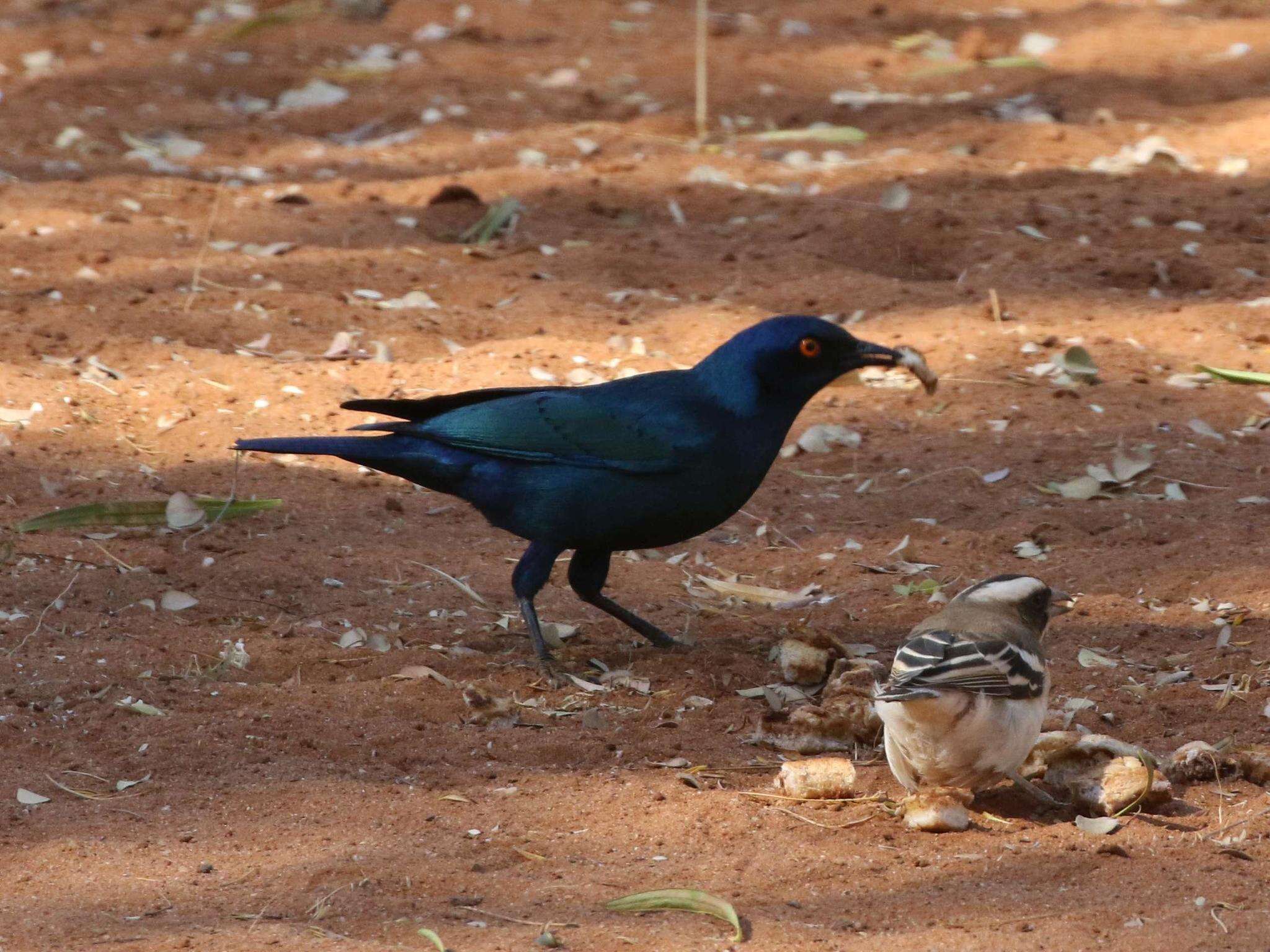 Image of Cape Glossy Starling