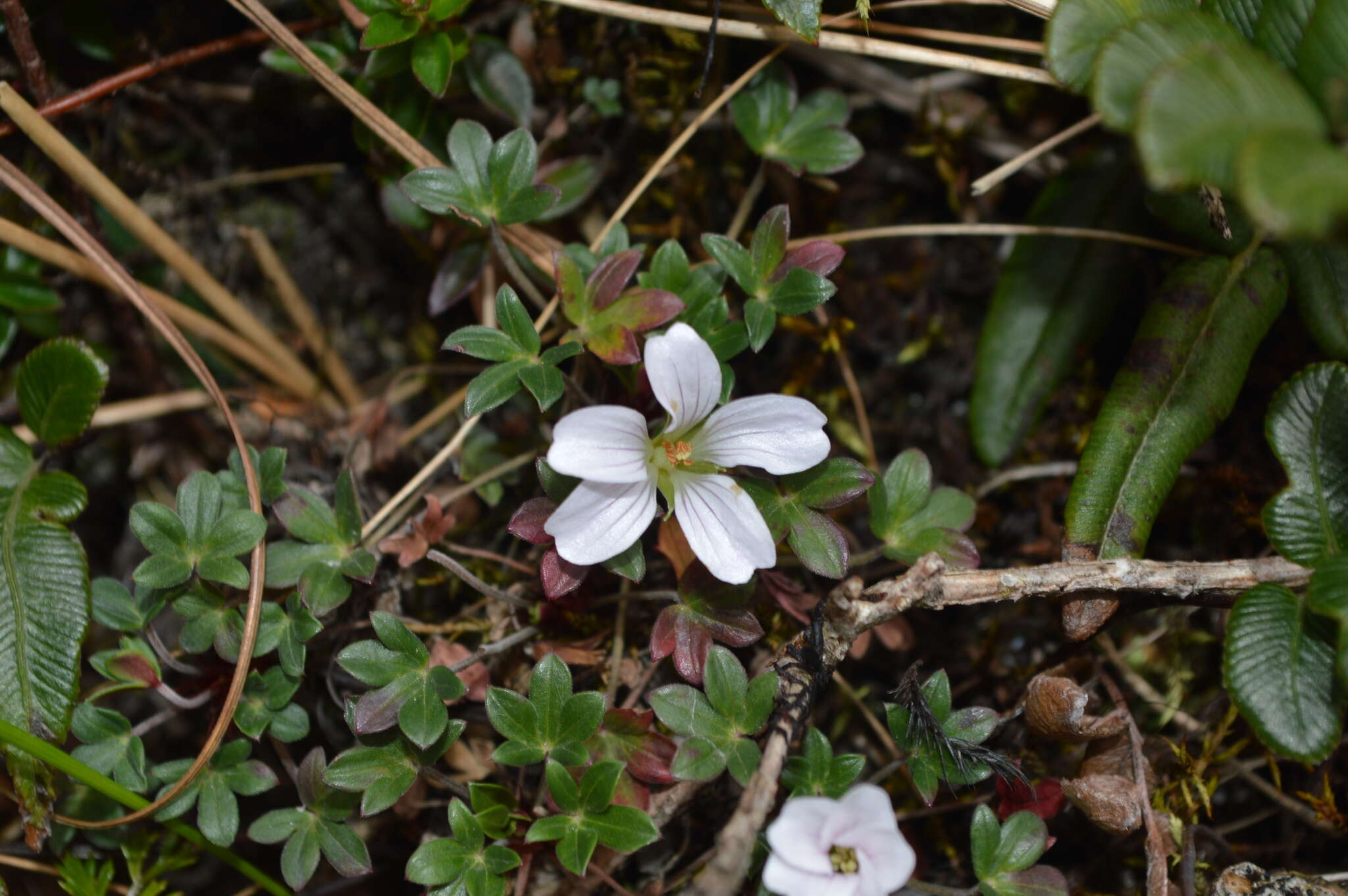 Image of Geranium sibbaldioides subsp. sibbaldioides Benth.