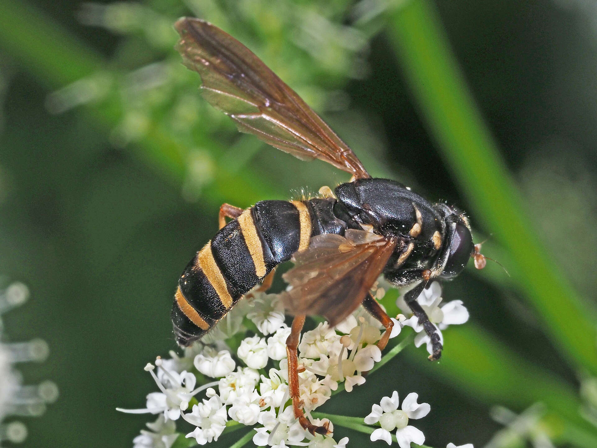 Image de Temnostoma bombylans (Fabricius 1805)