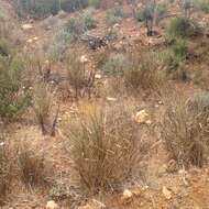 Image of giant wildrye