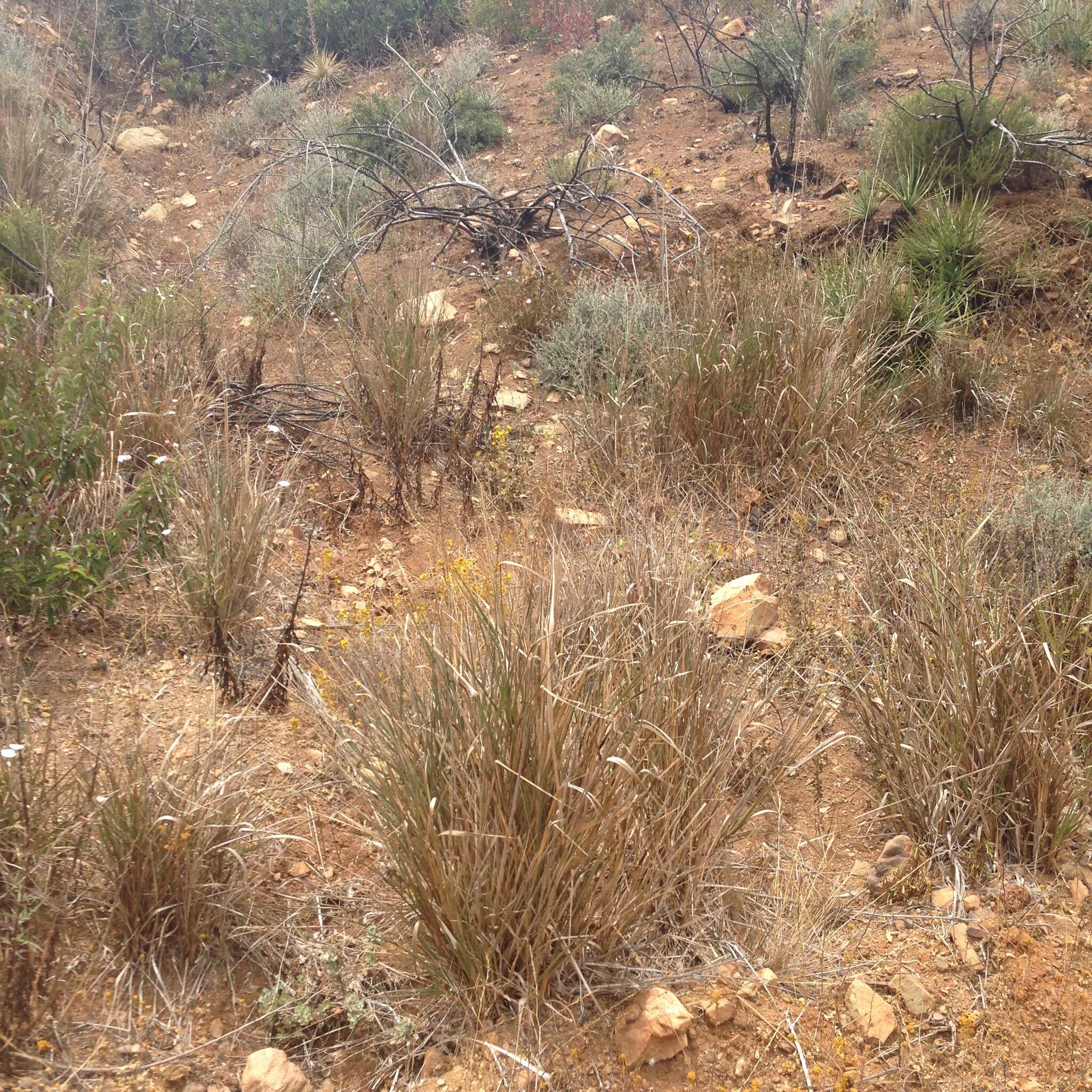 Image of giant wildrye