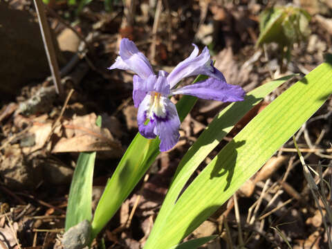 Image of crested iris