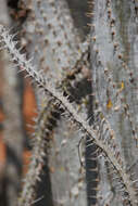 Image of Madagascan ocotillo