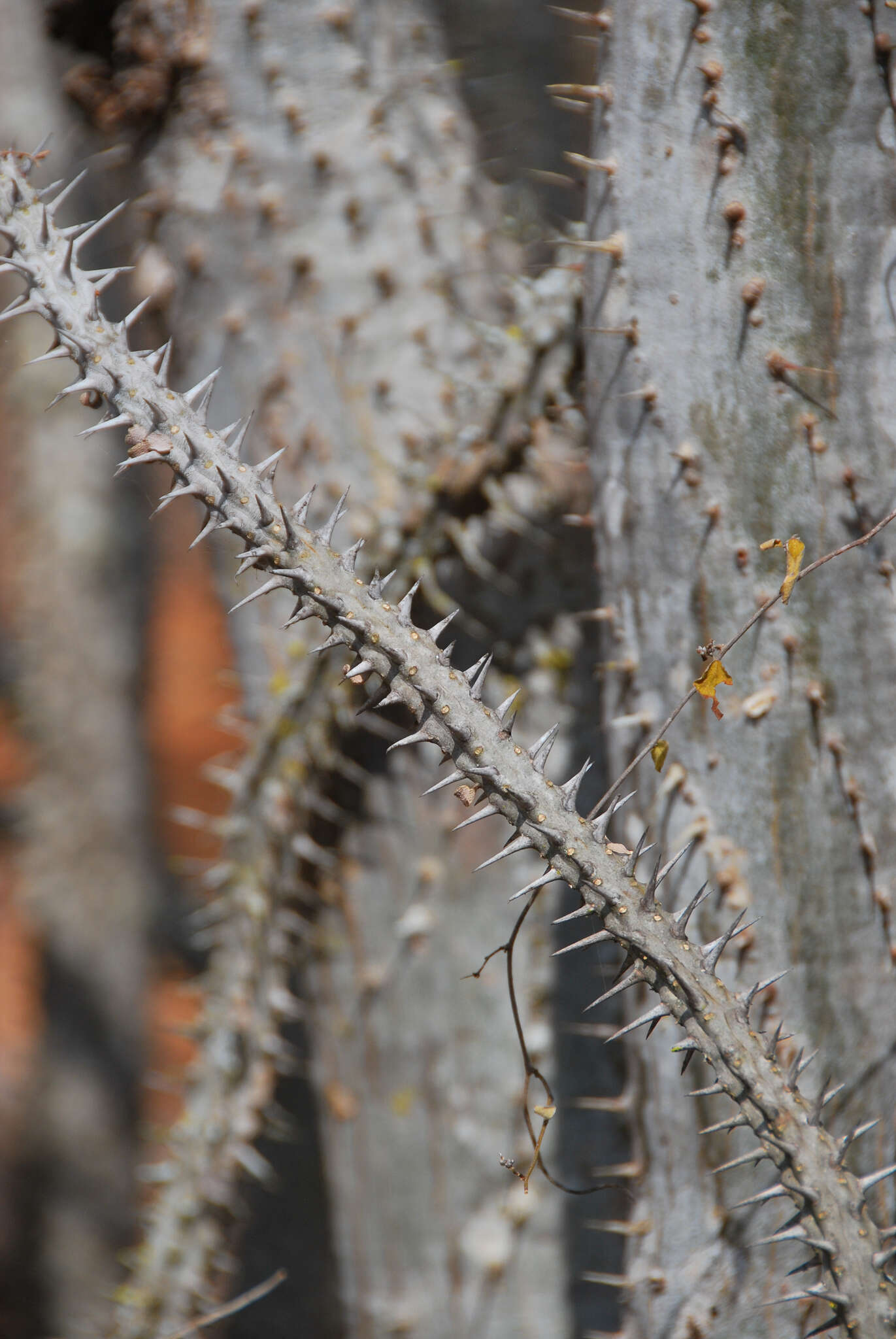 Image of Madagascan ocotillo