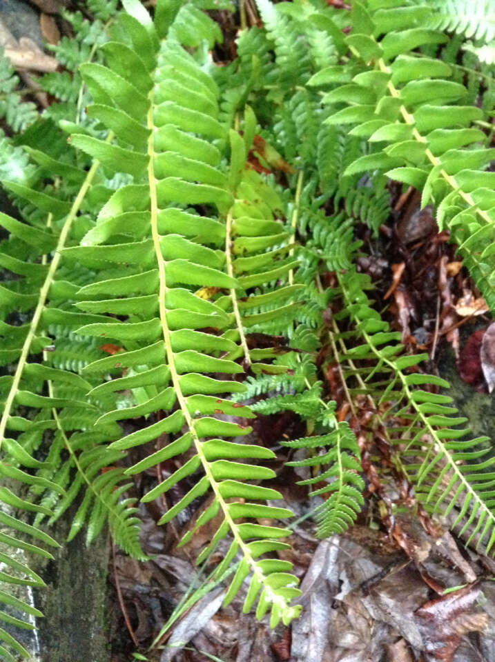 Image of narrowleaf swordfern