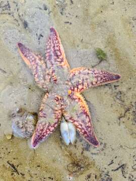 Image of northern Pacific sea star