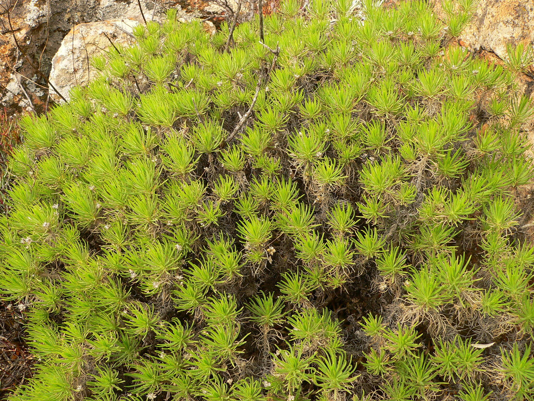 Plantago arborescens subsp. arborescens resmi