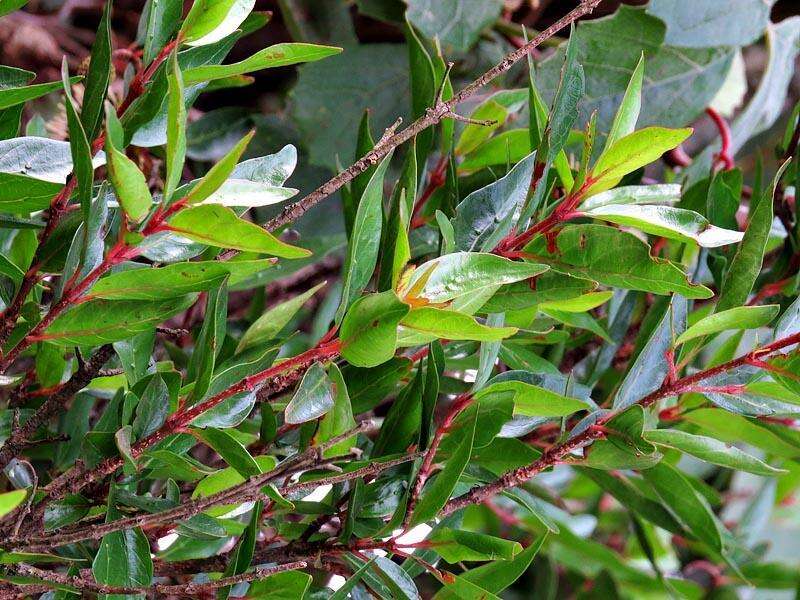 Image of Strawberry bush