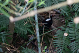 Image of Swinhoe's Pheasant