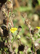 Image of Small Fleabane