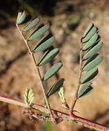 Слика од Indigofera declinata E. Mey.