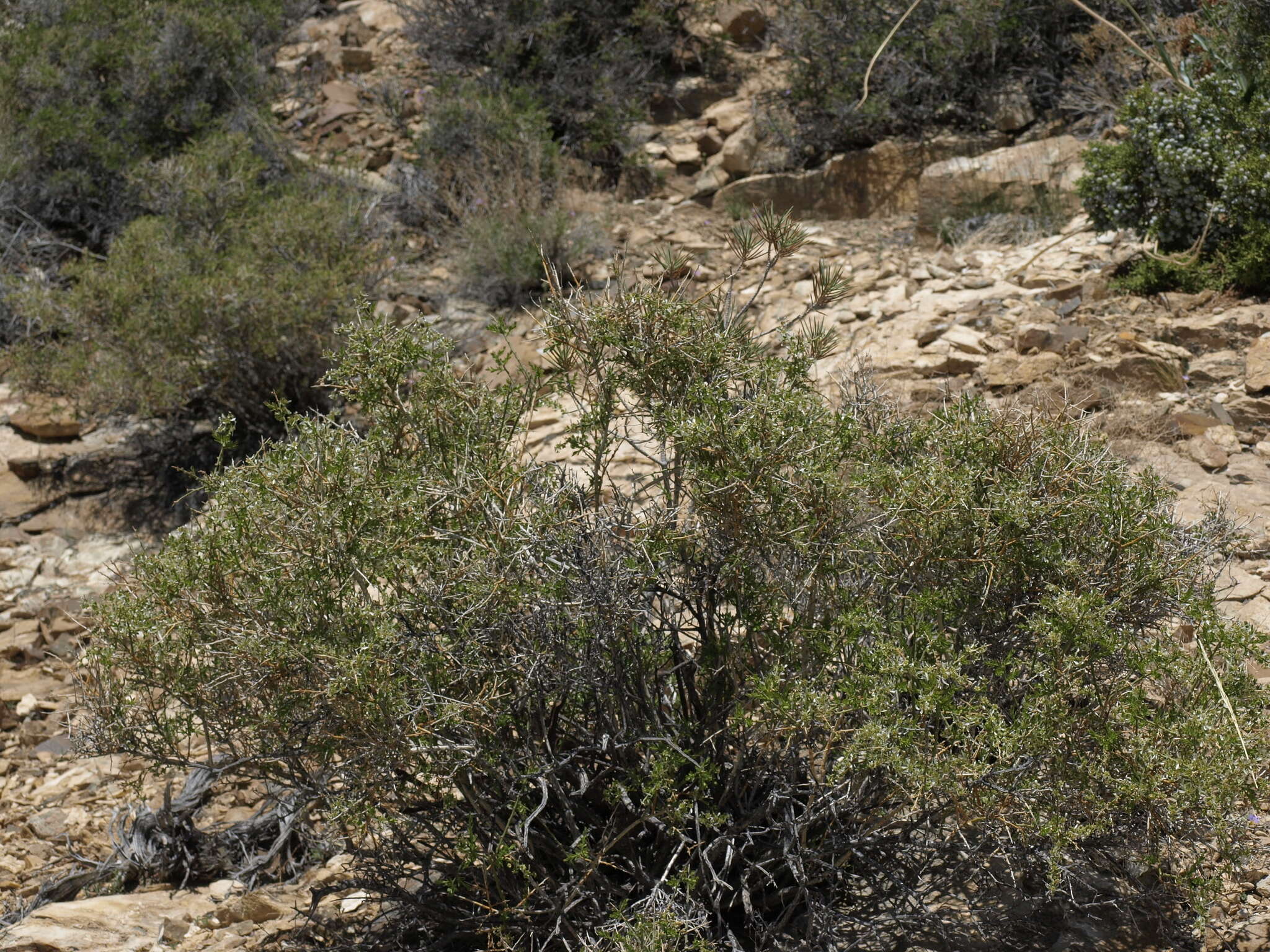 Image of spiny greasebush