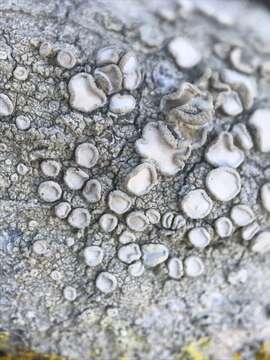 Image of Frosted rim-lichen;   Rim lichen