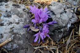 Image of Colchicum feinbruniae K. Perss.