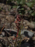 Image of Wiry Knotweed