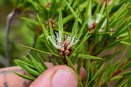 Слика од Melaleuca brongniartii Däniker