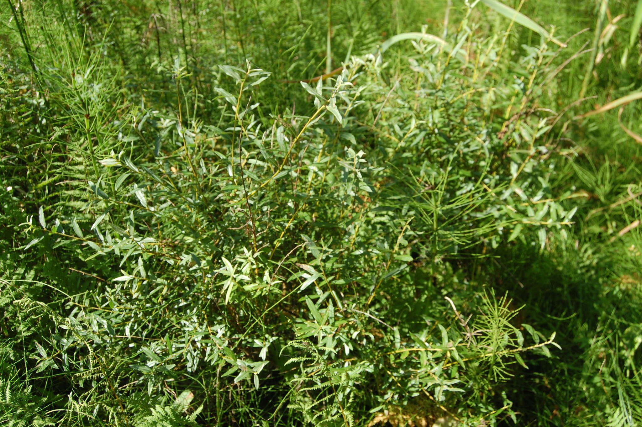 Imagem de Salix rosmarinifolia L.