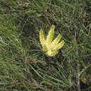 صورة Grevillea stenobotrya F. Müll.