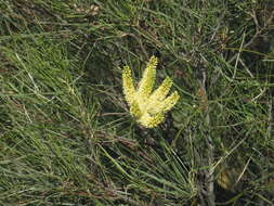 Image of Grevillea stenobotrya F. Müll.