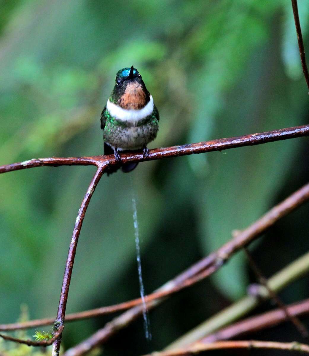 Image of Amethyst-throated Sunangel