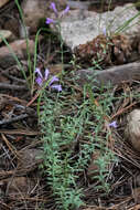 Image of aromatic false pennyroyal