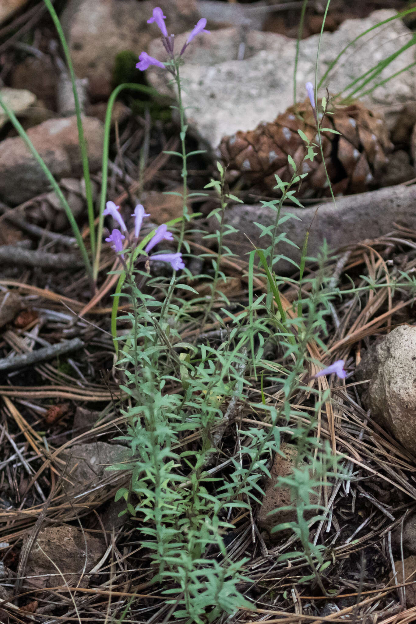 Hedeoma hyssopifolia A. Gray resmi