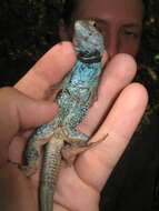 Image of Many-lined Whiptail