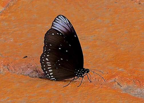 صورة <i>Euploea core godartii</i>