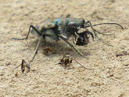 Image of Cicindela senilis frosti