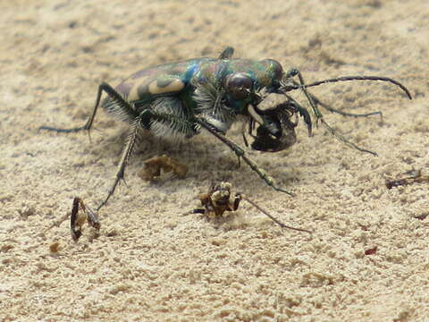 Image of Senile Tiger Beetle