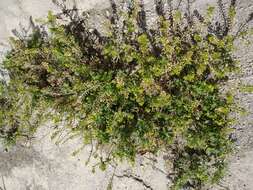 Sivun Lepidium bipinnatifidum Desv. kuva